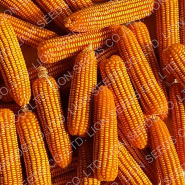 Corn F1 MAIZE 008