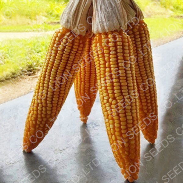 Corn F1 MAIZE 009